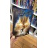 BIONICLE THE MOVİE DVD